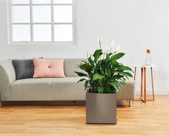 Productafbeelding Lechuza CANTO Premium 40 laag wit hoogglans (40 x 40 x 40 cm)