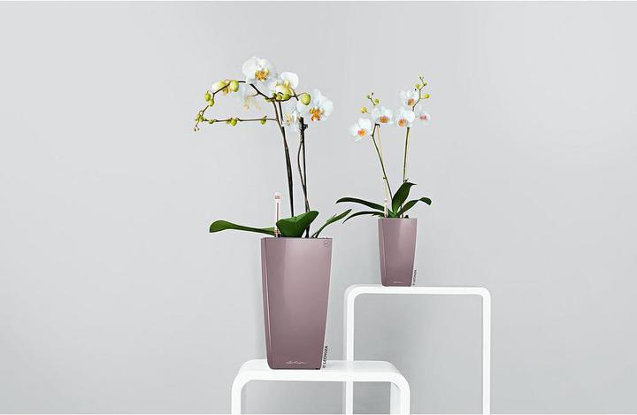 Produktbild Lechuza Maxi Cubi (14 cm)
