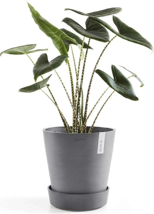 Actual product image Ecopots Untersetzer rund Rollen