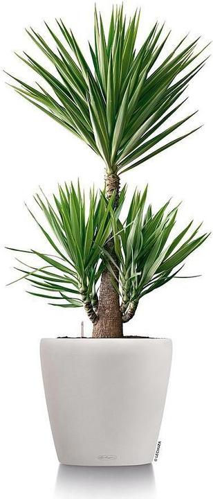 Produktbild Lechuza Classico (22 cm)