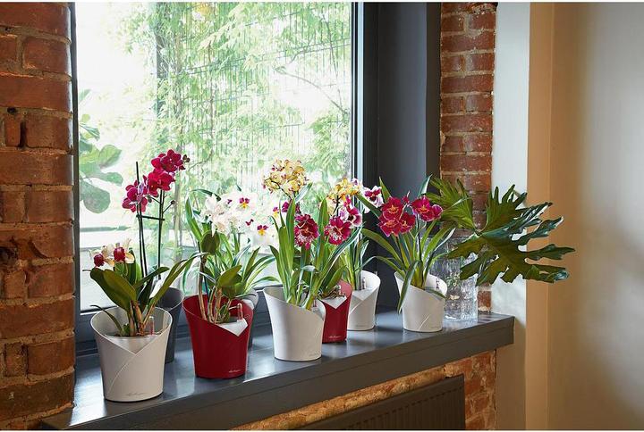 Actual product image Lechuza Orchidea (17.90 cm)
