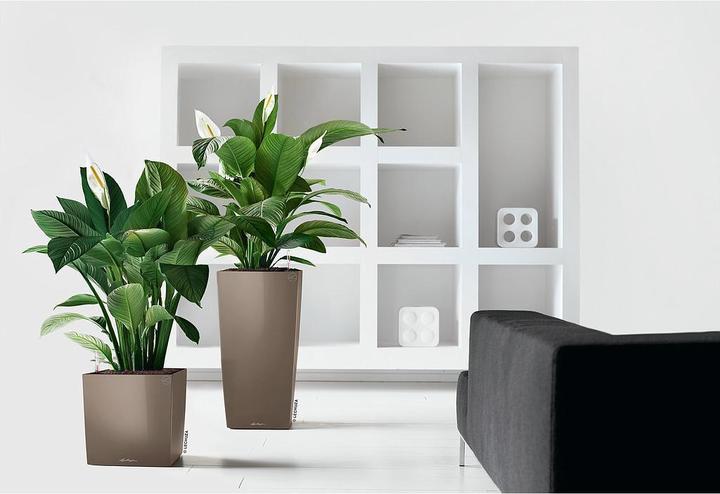 Productafbeelding Lechuza Kubus (39 x 39 x 40 cm)