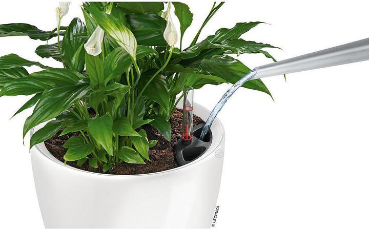 Actual product image Lechuza Classico (36 cm)