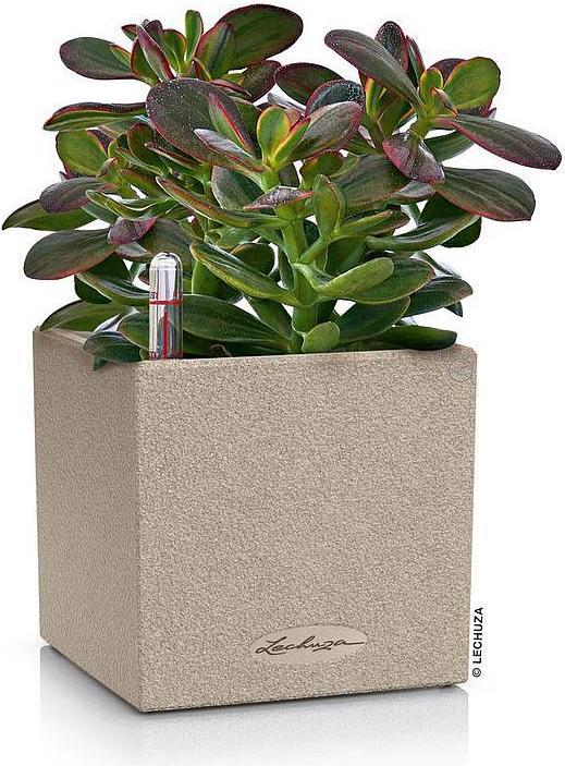 Actual product image Lechuza Canto Color (40 x 40 x 30 cm)