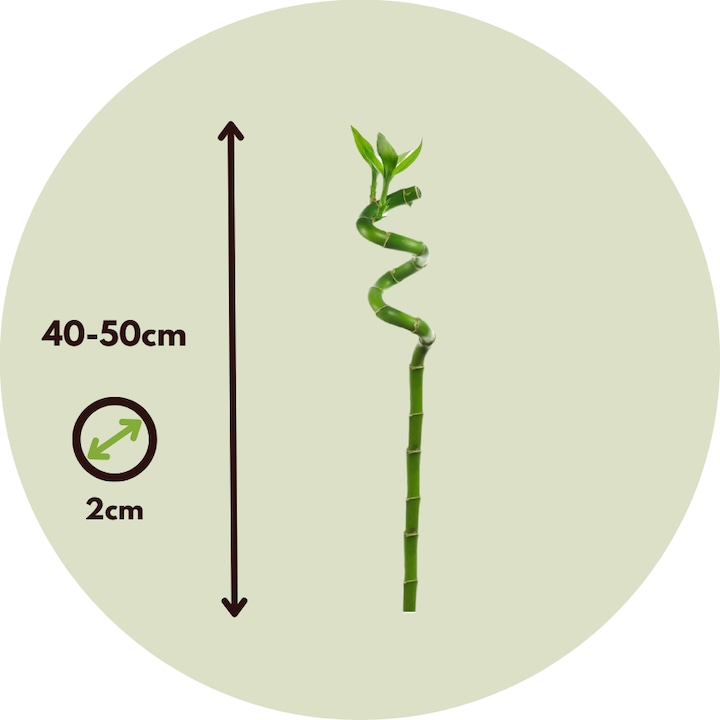 Immagine prodotto Plant in a Box Dracaena sanderiana - Set di 12 Lucky Bamboo (40 cm)
