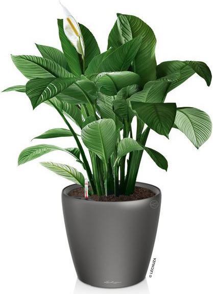 Immagine prodotto Lechuza Classico (28.50 cm)