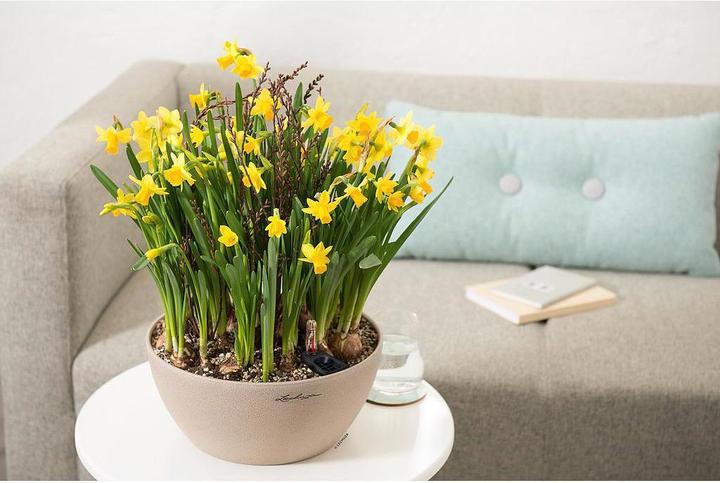 Actual product image Lechuza Cubeto Color (30 cm)