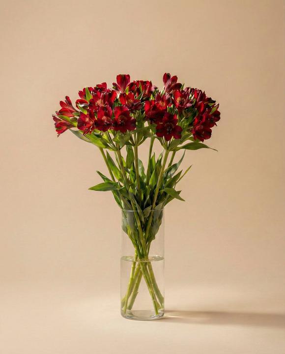 Produktbild feey Alstroemeria rot (10x)