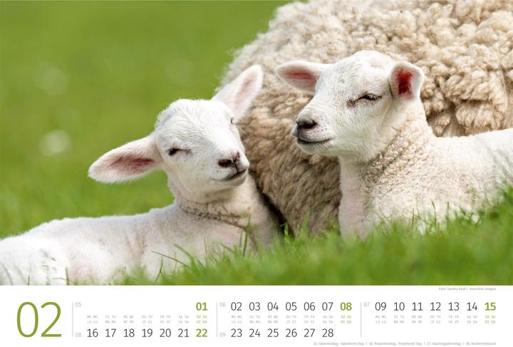 Produktbild Schafe Kalender 2026 (45 x 33 cm)
