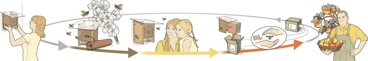 Immagine prodotto Wildbiene BeeHome Observer (Ape)