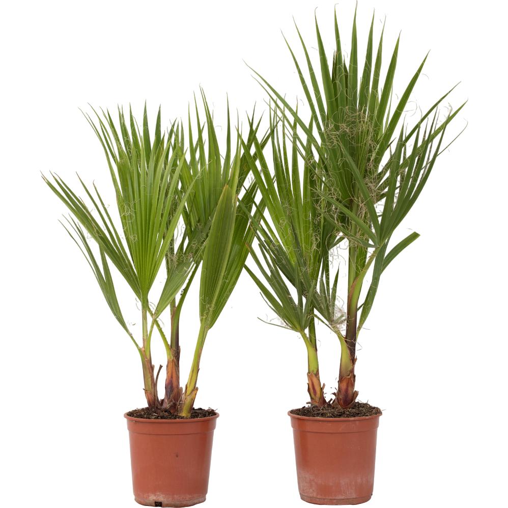 Thumbnail - Plant in a Box, Pflanzen, Washingtonia Robusta - 2er Set Mexikanische Fächerpalme (50 cm)