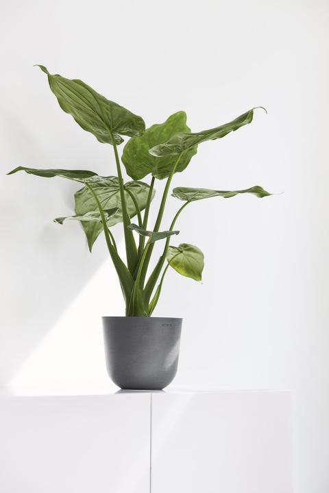Immagine prodotto Ecopots Oslo Mini (16 cm)