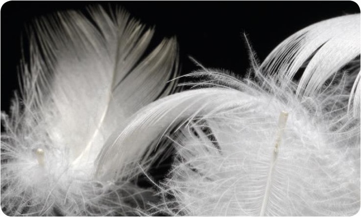 Immagine prodotto DOR gerbera (50 x 90 cm)