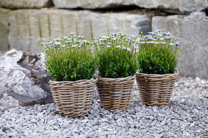 Actual product image Jaco Rattan Basket (22 cm)