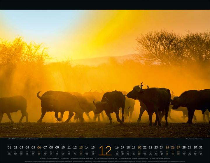Image du produit Wildes Afrika Kalender 2026 (54 x 42 cm, Couverture rigide, Anglais, Français, Allemand)