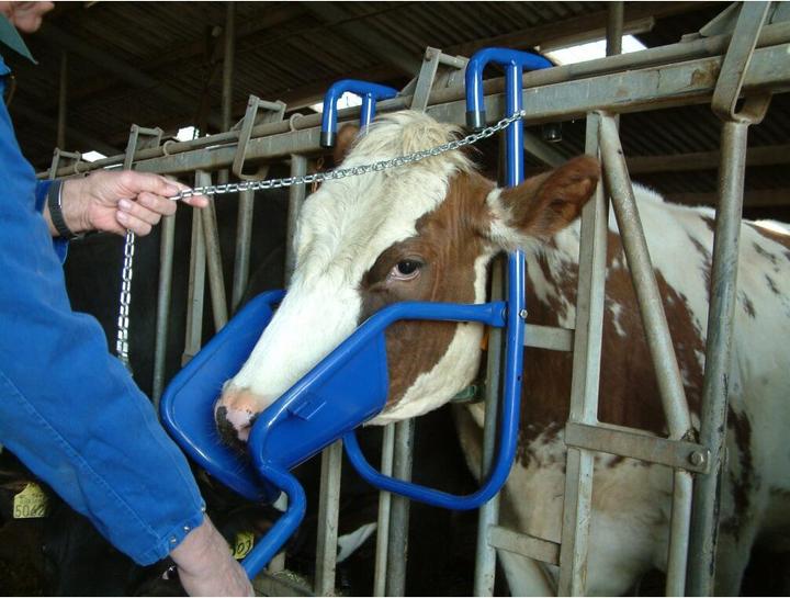 Actual product image Kerbl Vink headrest for cows