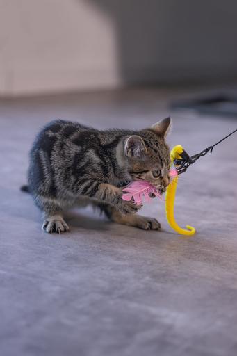 Produktbild Beeztees Kitten Katzenangel Kocka (Spielangel Katze)