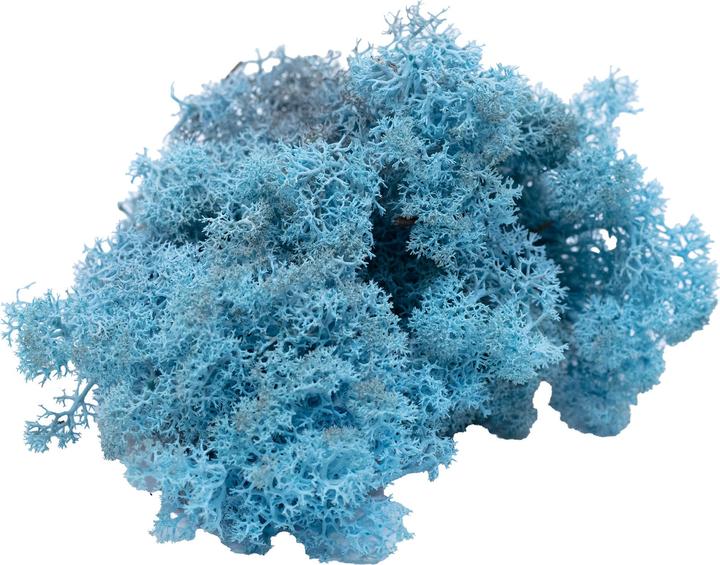 Produktbild Flowerbox Islandmoos