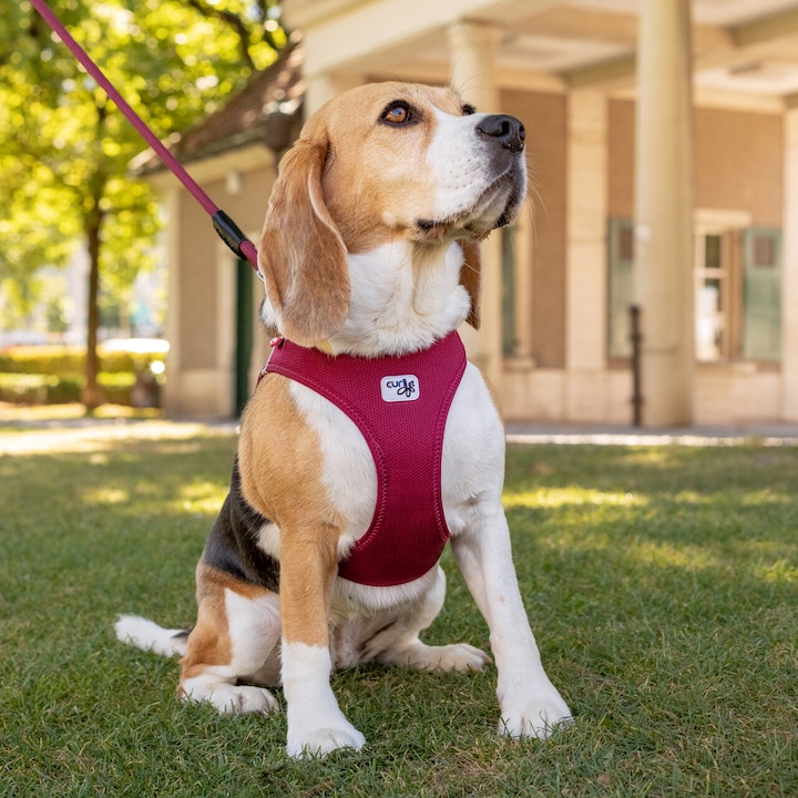 Produktbild Curli Vest Air-Mesh (XS, Hund, Allgemein)