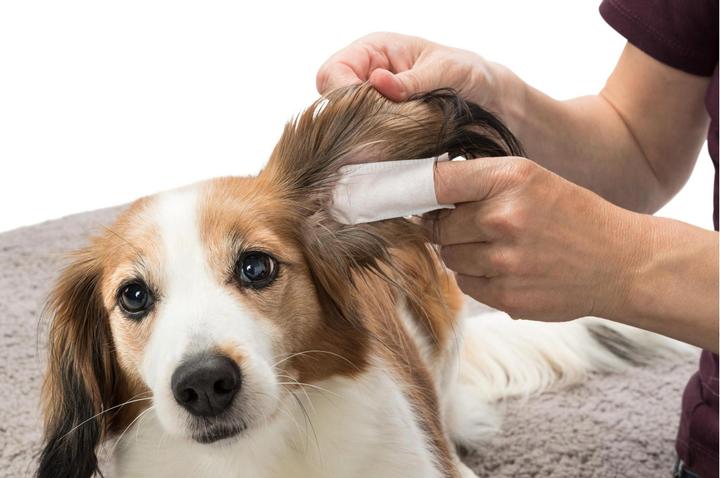 Productafbeelding Trixie Vingerkootjes voor de oren (Hond)
