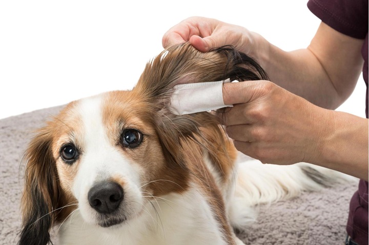 Actual product image Trixie Finger cots for ears (Dog)
