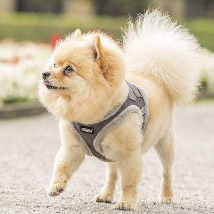 Image du produit Chiara Soft (Manteau pour chien)