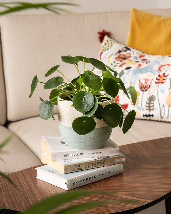Produktbild feey Ufopflanze (25 cm, Frisch umgetopft, Tierfreundlich)
