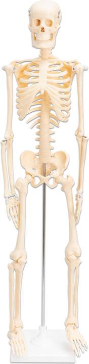 Immagine prodotto Betzold Scheletro