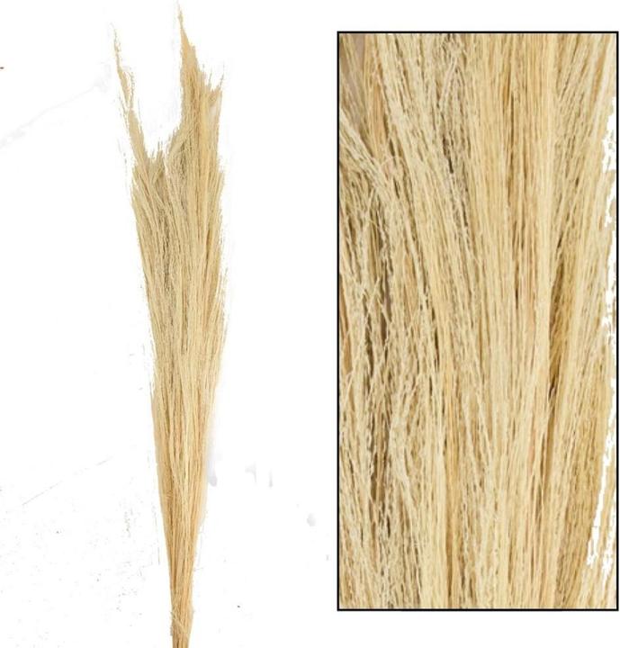 Image du produit Dijk Genêt à balai (Fleurs séchées)