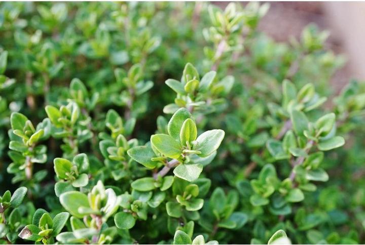 Immagine prodotto Weleda Sciroppo di timo Bio (1 pz.)