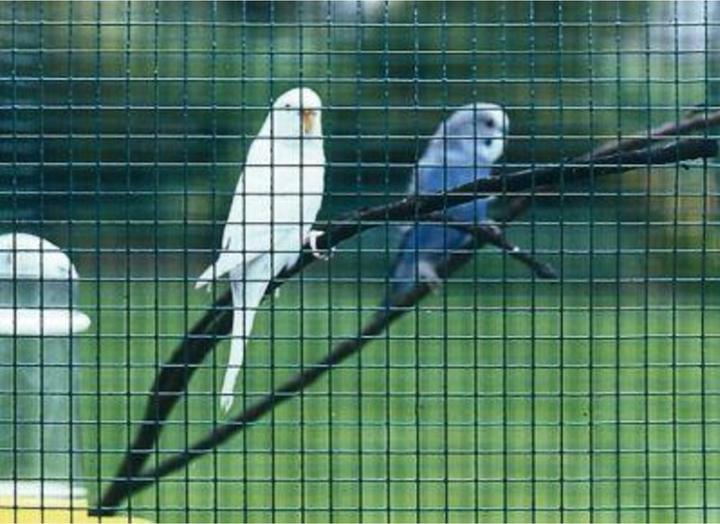 Productafbeelding Betafence Casanet gaas 12,7x1,00x610 mm, 25 m gegalvaniseerd