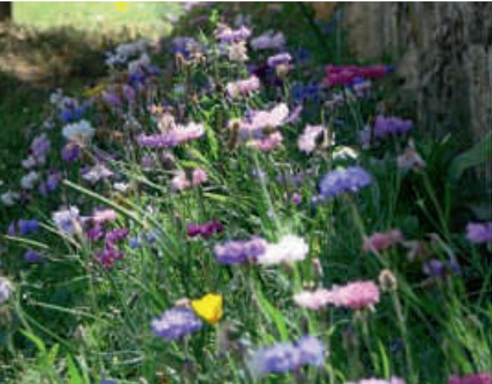 Actual product image Juliwa-Hesa Blühmischung LaFleur Extrême - Die Flexible (Flower seeds)