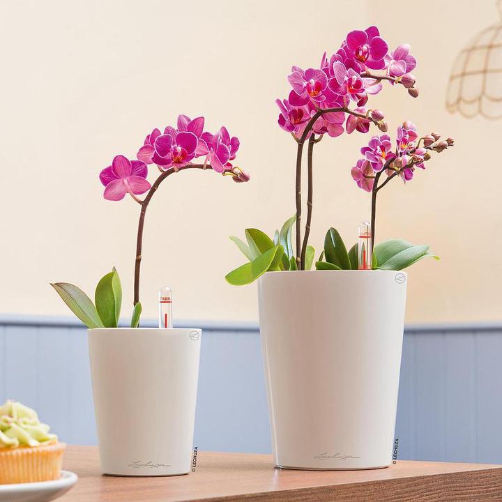 Actual product image Lechuza Mini Deltini (10 cm)