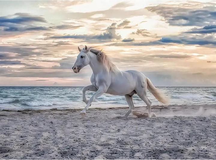 Image du produit Ravensburger Cheval sur la plage (500 pièces)