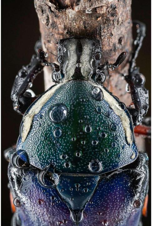 Image du produit 7artisans 60 mm f/2.8 MKII (Micro Four Thirds, APS-C / DX)