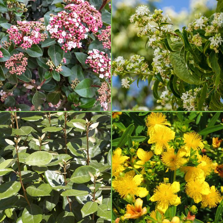 Immagine prodotto Zulauf Heckenset: Immergrün (100 cm)