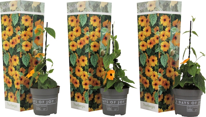 Plant in a Box Thunbergia alata 'New Orange' - 3er-Set Schwarzäugige Susanna (25 cm)