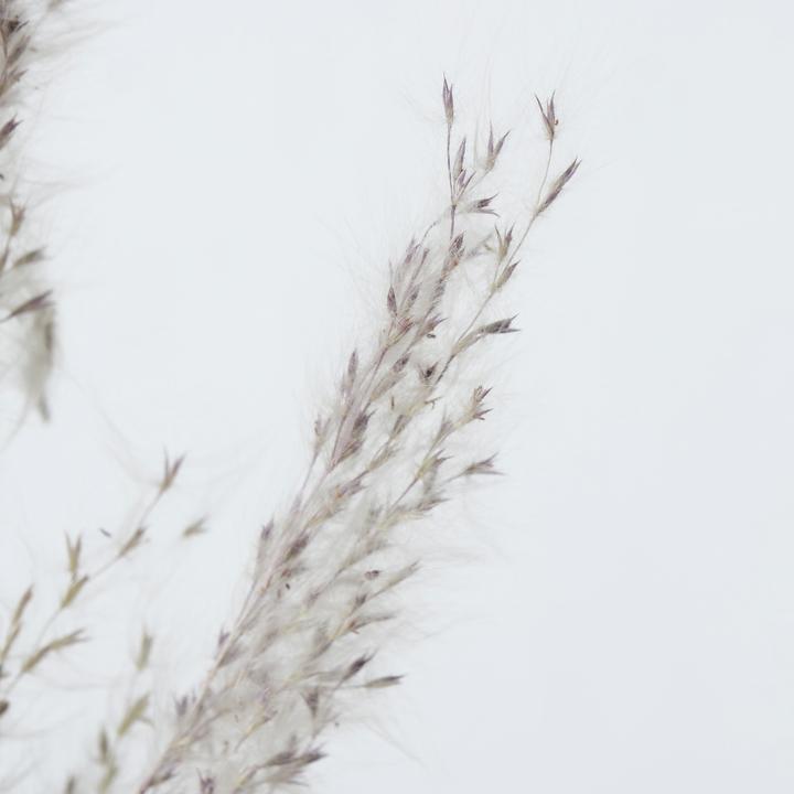 Actual product image Boltze Home Pampas grass (100 cm)