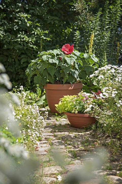 Image du produit Scheurich Country Star (39 cm)