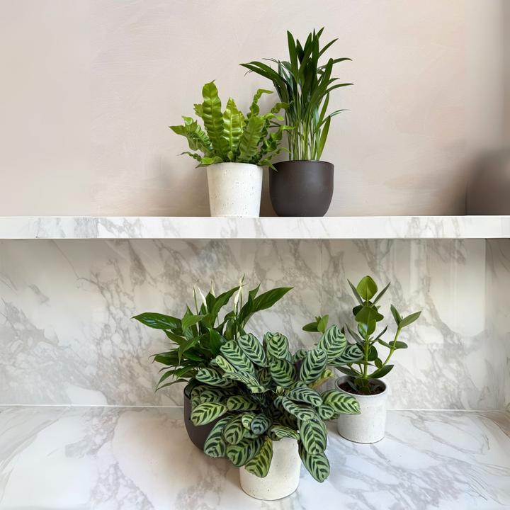 Actual product image Plant in a Box Areca, Asplenium, Clusia, Philodendron, Spathiphyllum - 5 Mix Air Purifying Plants (25 cm)