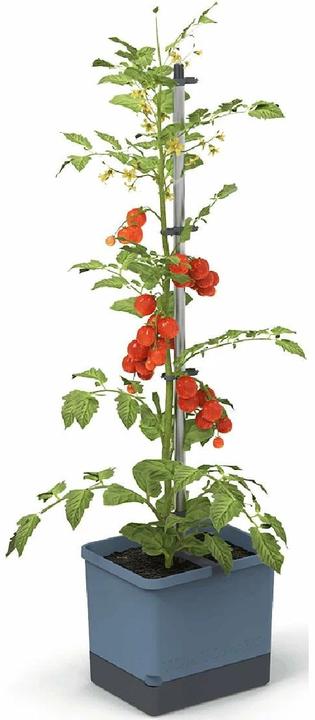 Gusta Garden Tom Tomato (28 cm)