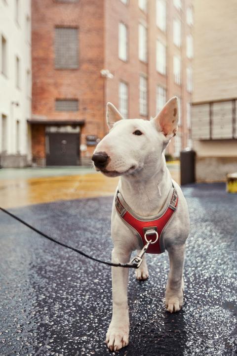 Image du produit Hurtta Harnais Venture No-Pull, 45-60, Orange (45, 46, 47, 48, 49, 50, 52, 54, 56, 58, 60, Chien, Général)