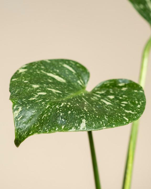 Produktbild feey Monstera 'Thai Constellation' (30 cm)