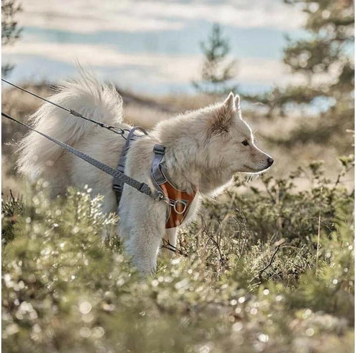 Image du produit Hurtta Harnais Venture No-Pull, 45-60, Orange (45, 46, 47, 48, 49, 50, 52, 54, 56, 58, 60, Chien, Général)