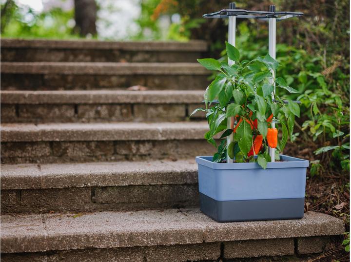 Produktbild Gusta Garden Charly Chili (35.35 cm)
