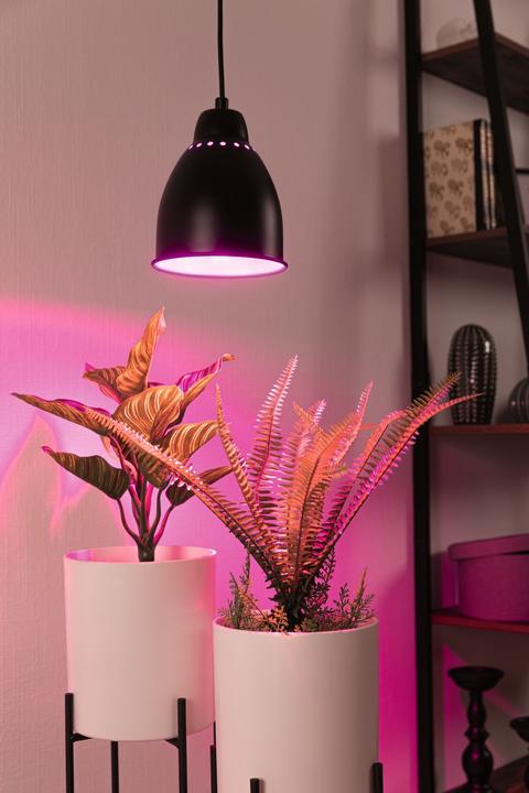 Actual product image Paulmann Neordic Hilla (E27)