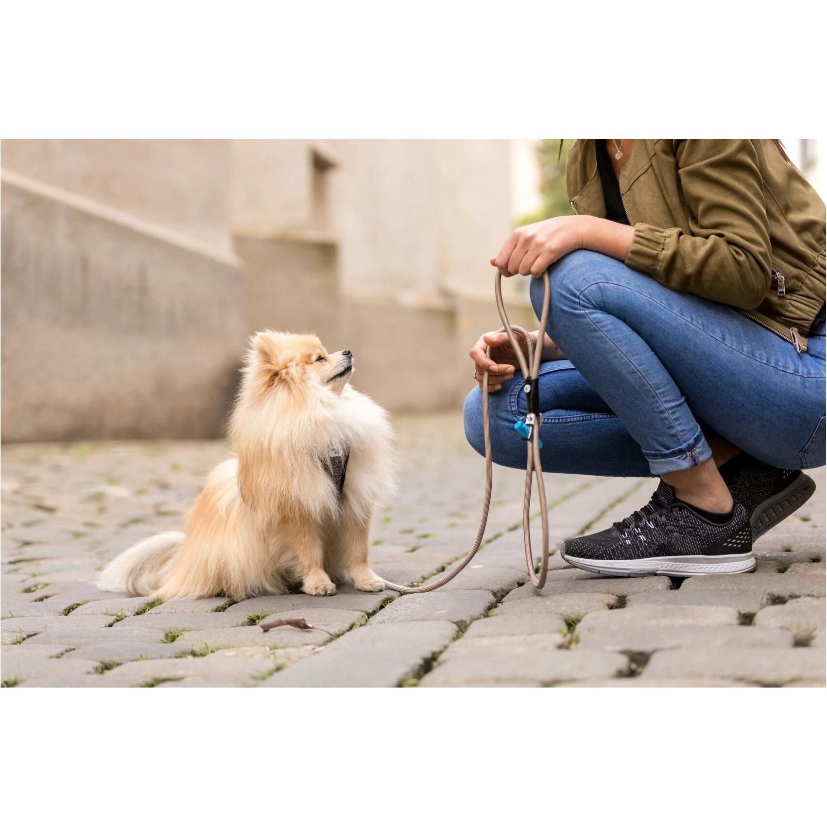 Thumbnail - Curli Hundeleine Stretch Comfort ø 10 mm / 1.8 m, Sun Orange (L, Hund, Allgemein), Halsband + Leine