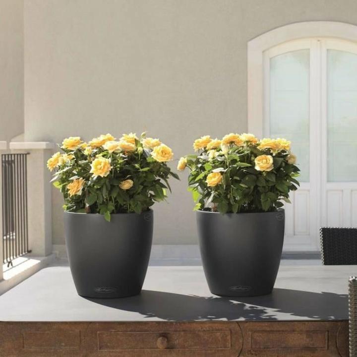Actual product image Lechuza Classico Color (27.50 x 26 cm)