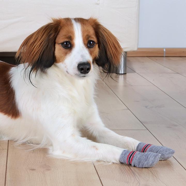 Produktbild Trixie Hundesocken (L, XL, Hundesocken)