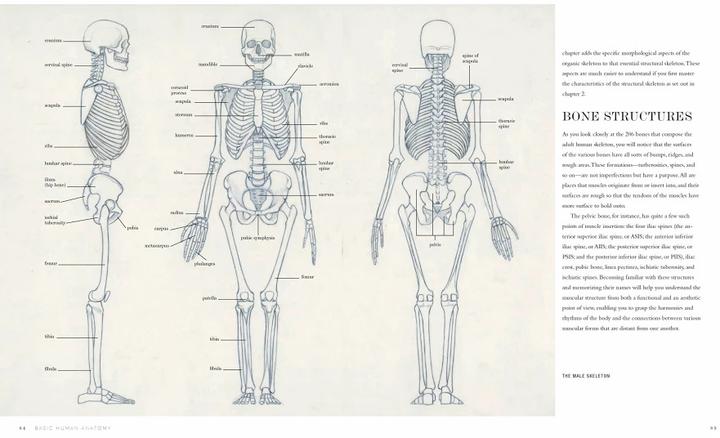 Produktbild Basic Human Anatomy (Englisch, Roberto Osti, 2022)